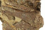 Hadrosaur Jaw, Bone & Tendons In Sandstone - Wyoming #227952-2